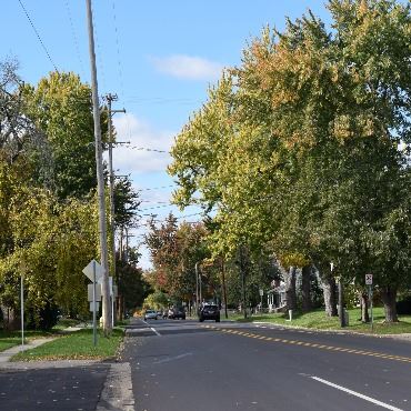 Neighborhood street with trees on both sides