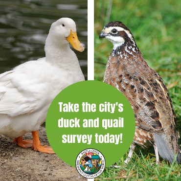 A graphic with a photo of a duck (left) and a quail (right) with the city logo in the center.