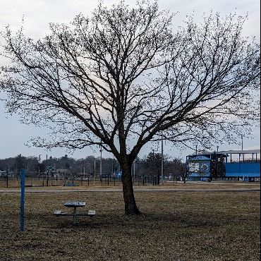 Bare tree next to a picnic table in a park.