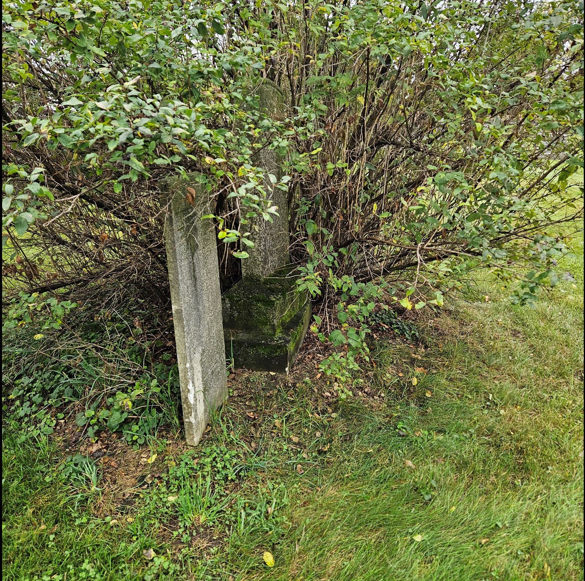 Photo of headstones buried under bush - Youngs Cemetery