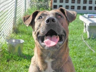 Dog from Calhoun County Animal Center