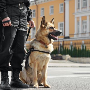 Police Dog