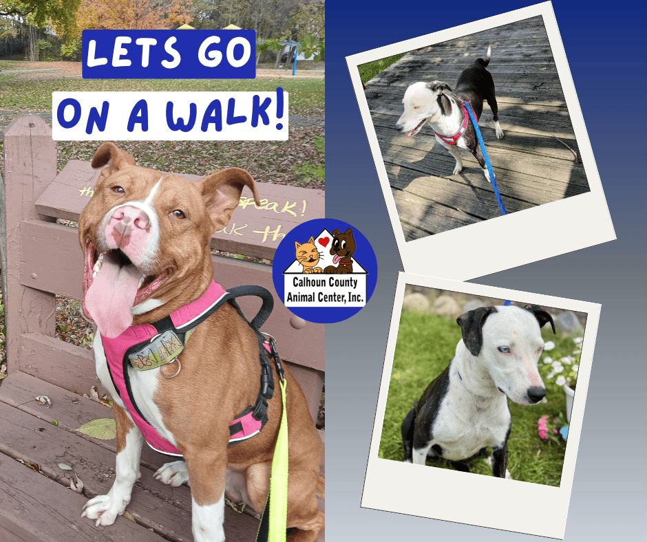 Calhoun County Animal Center image with three dogs pictured with the CCAC seal in the middle and text that reads 'Take a Walk with me'